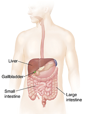 Outline of man showing gastrointestinal system. 