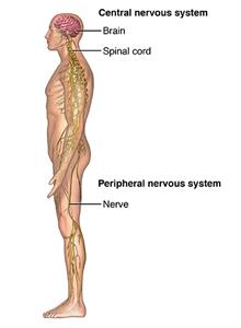  Side view of a male figure with the nervous system.
