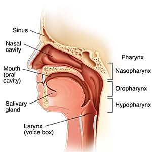 Side view of head showing anatomy of head (sinus, nasal cavity. mouth, and salivary glands) and neck (pharynx and larynx).