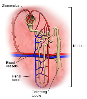 Closeup view of nephron in kidney.