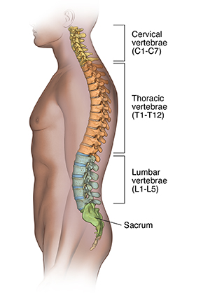 Side view of male outline showing spine.